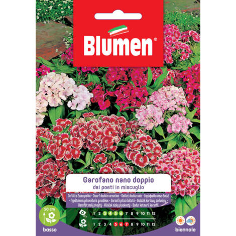SEMI GAROFANO POETI NANO DOPPIO MIX BLUMEN