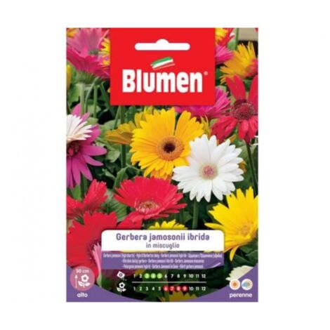 SEMI GERBERA JEMENSONII MIX