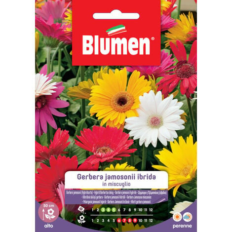 SEMI GERBERA JEMENSONII MIX BLUMEN SEMENTI FIORI