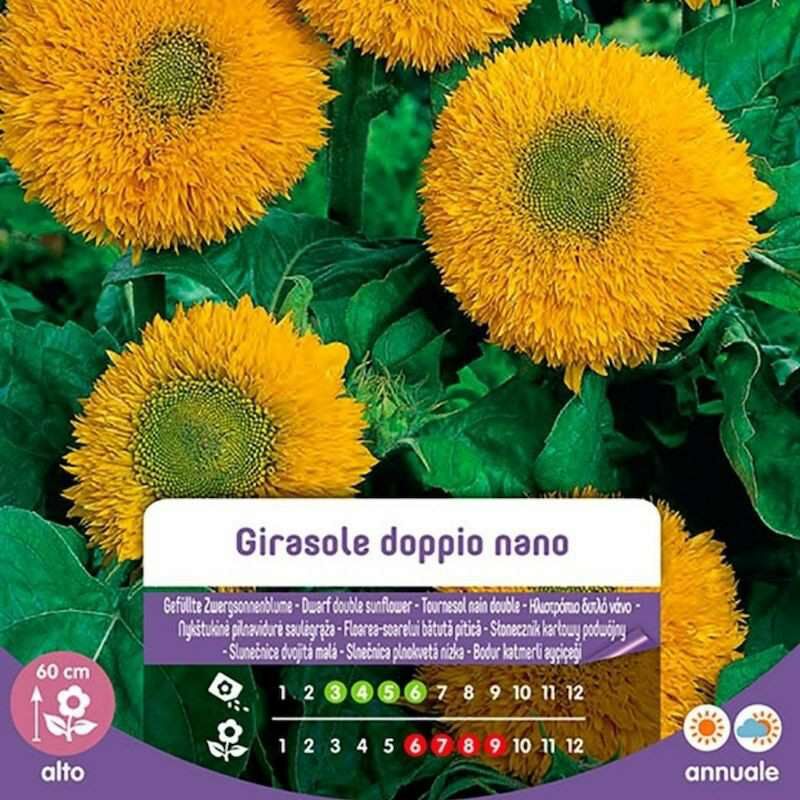 Blumen - Graines de tournesol double nain dans une enveloppe