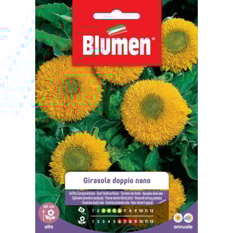 SEMI GIRASOLE DOPPIO NANO GIGANTE GIALLO BLUMEN