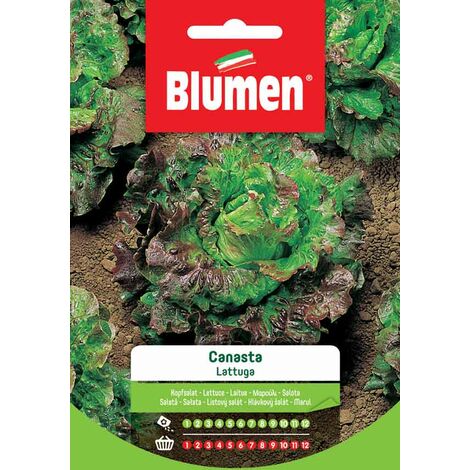 SEMI LATTUGA CANASTA BLUMEN INSALATA