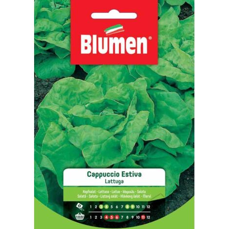 SEMI LATTUGA CAPPUCCIO ESTIVA BLUMEN
