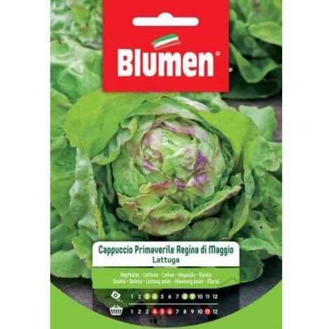 SEMI LATTUGA CAPPUCCIO PRIMAVERILE INSALATA ORTO BLUMEN
