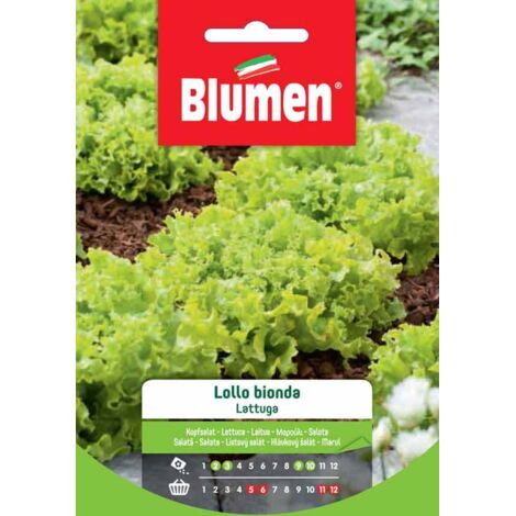 SEMI LATTUGA LOLLO BIONDA BLUMEN SEMENTI ORTO