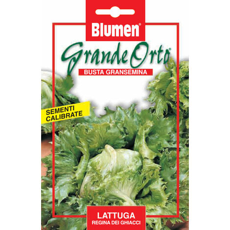 SEMI LATTUGA REGINA DEI GHIACCI BLUMEN SEMENTI INSALATA