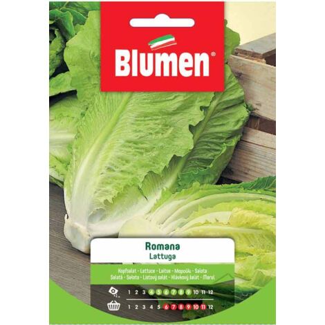 SEMI LATTUGA ROMANA BLUMEN