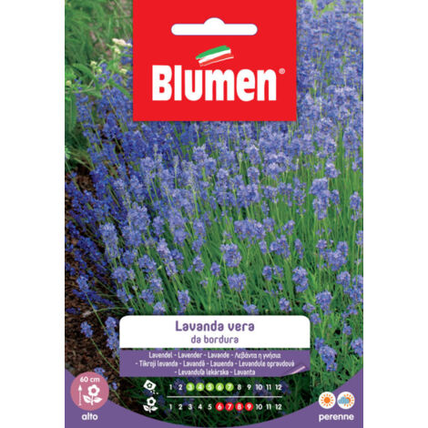 Semi lavanda vera Blumen da bordura