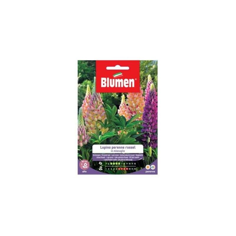Semi Lupino Perenne Russel Mix fleurs