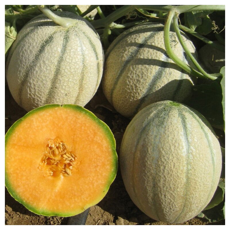 Peragashop - graines melon sweet america french seeds