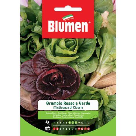 SEMI MISTICANZA DI CICORIE GRUMOLO ROSSO E VERDE BLUMEN SEMENTI ORTO