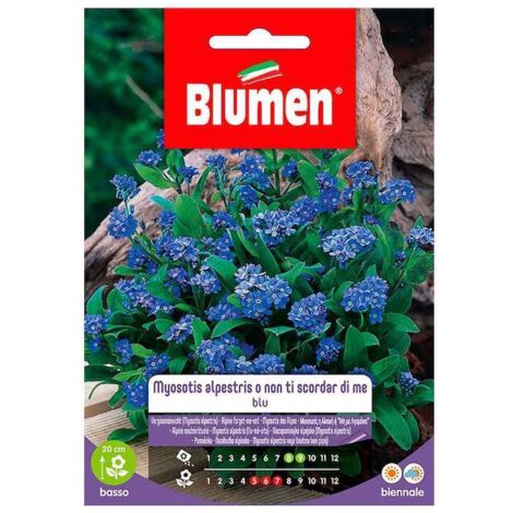 SEMI MYOSOTIS ALPESTRIS O NON TI SCORDAR DI ME BLUMEN