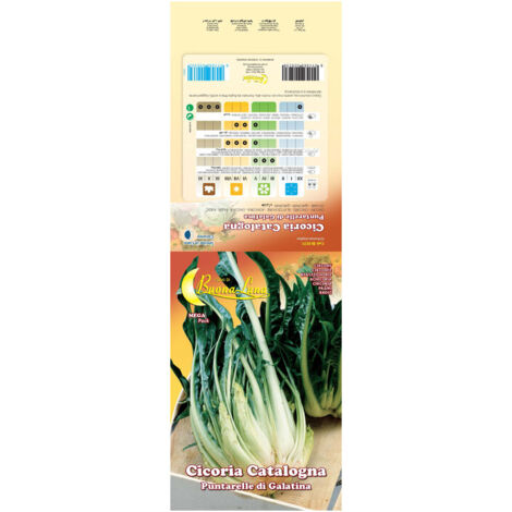 SEMI ORTO CICORIA PUNTARELLE- 10,0 pz