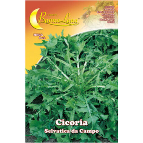 SEMI ORTO CICORIA SELVATICA- HORTUS SEMENTI- 10,0 pz