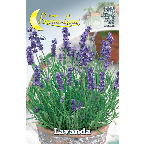 Semi orto lavanda
