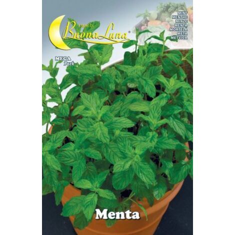 semi orto menta 10 pz