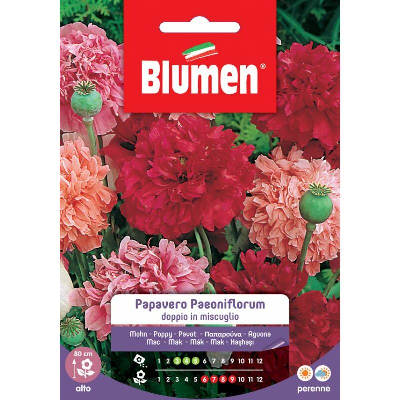Blumen - graines de pavot paeoniflorum double in mix