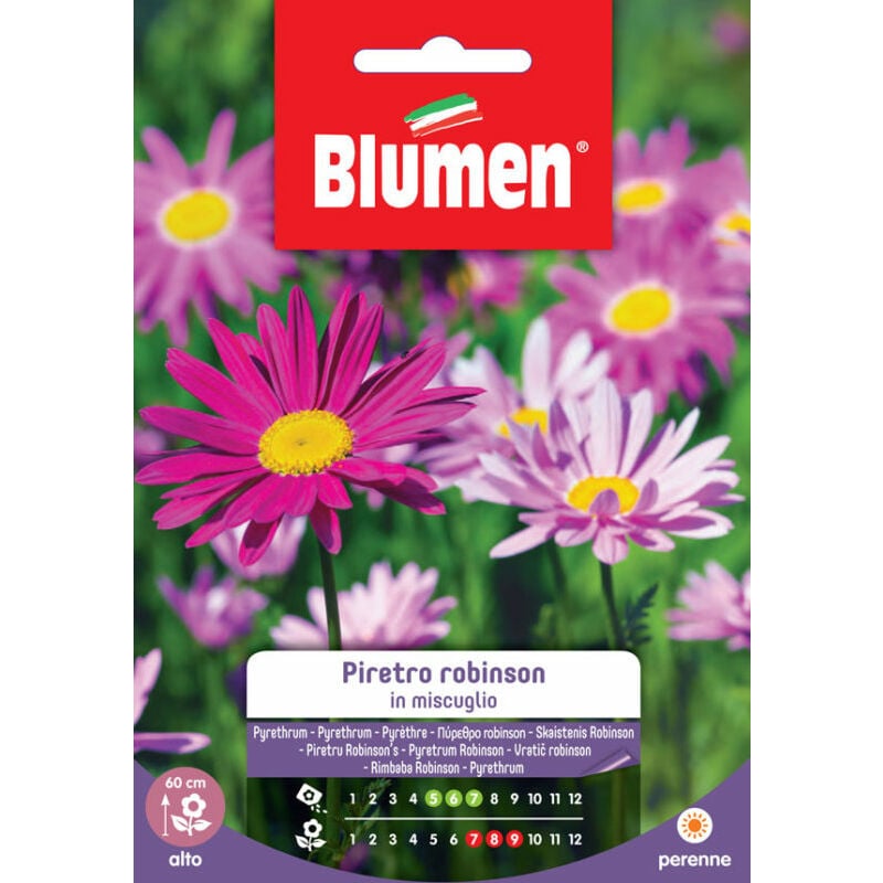 Blumen - graines pyreth robinson mix