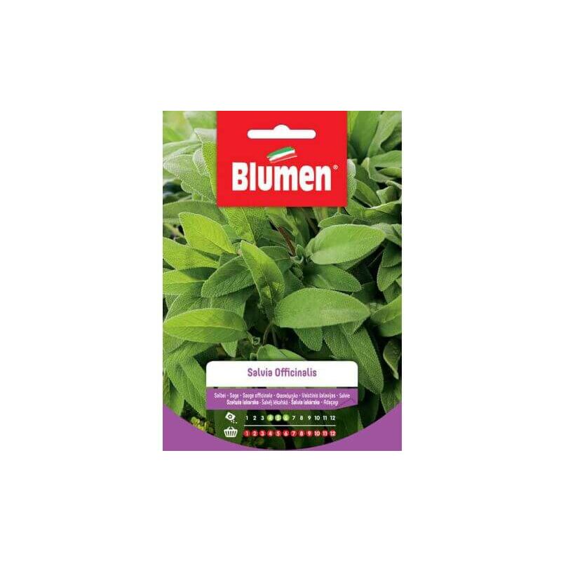 Blumen - Graines de sauge officinale