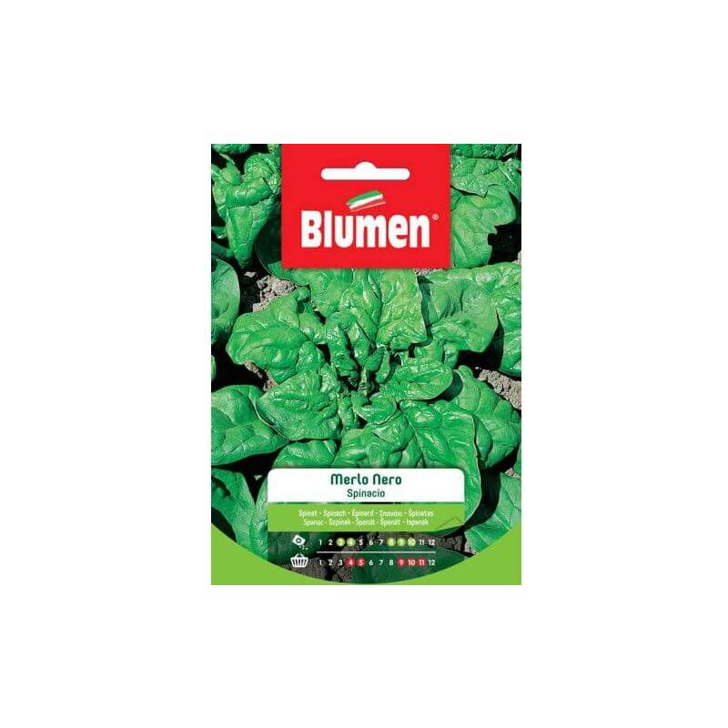 Blumen - Graines d'épinards Black Merlo