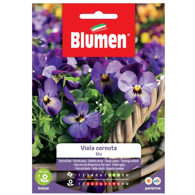 Blumen - graines pourpre cornuta blue
