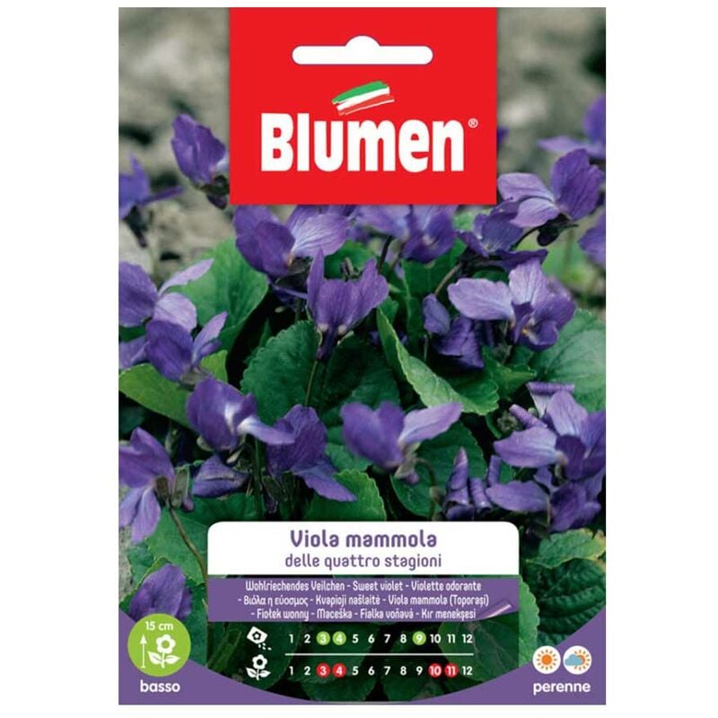 Blumen - graines de violette mammola four seasons