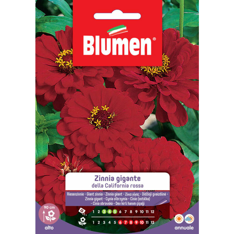 Blumen - graines de zinnia géant rouge de californie