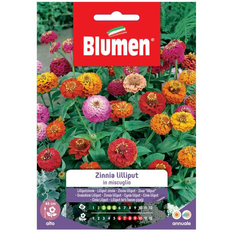 Blumen - graines zinnia lilliput mix