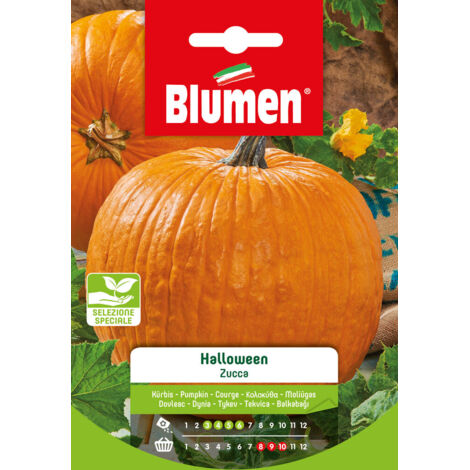 SEMI ZUCCA HALLOWEEN BIG MAX
