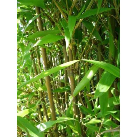 Semiarundinaria fastuosa Pot de 1,5L/2L