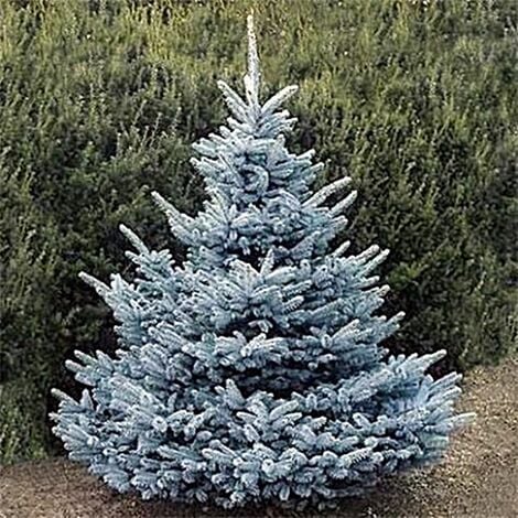 Semillas 5 Gr. de Picea del Colorado. Picea Pungens Glauca. Abeto Azul