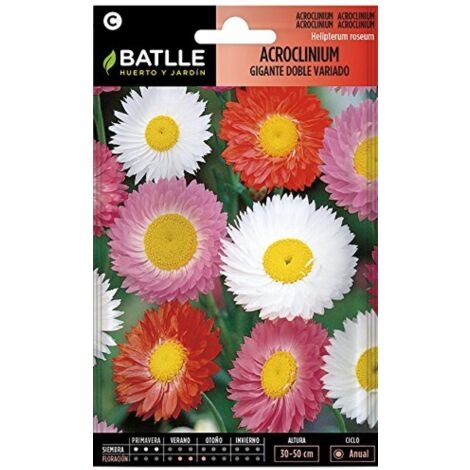 Semillas Batlle Acroclinium Gigante Doppio Vario
