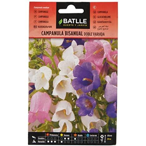 Semillas Batlle Campanula bisannuale Doppia variegata