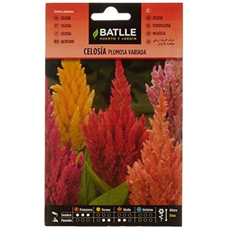 Semillas Batlle Celosia Piuma variegata