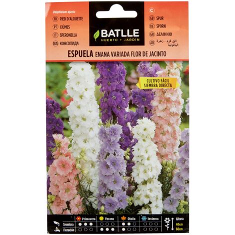 Semillas Batlle Espuela - Enana - Fiore de giacinto