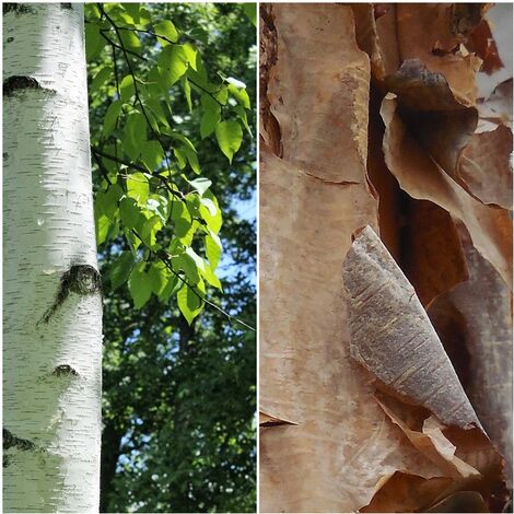 Semillas de Abedul de Papel. Betula Papyrifera. 10 Gramos