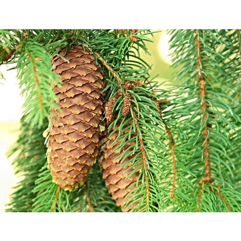 Semillas de Abeto Rojo. Picea Abies. 10 Gramos