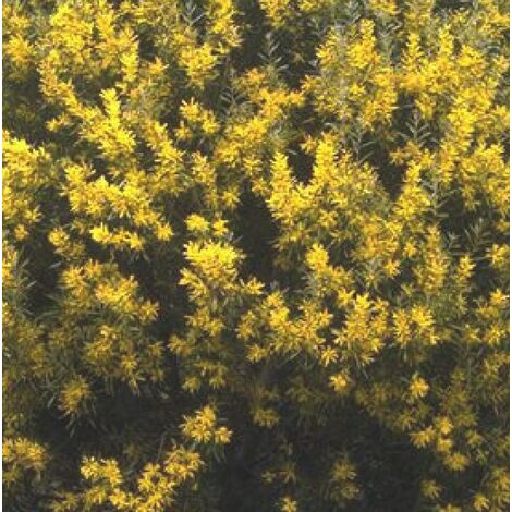 Semillas de Acacia Blanca Floribunda. 10 Gramos