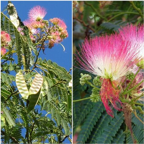 Semillas de Acacia de Constantinopla. Albizia Julibrissin. 50 Gramos