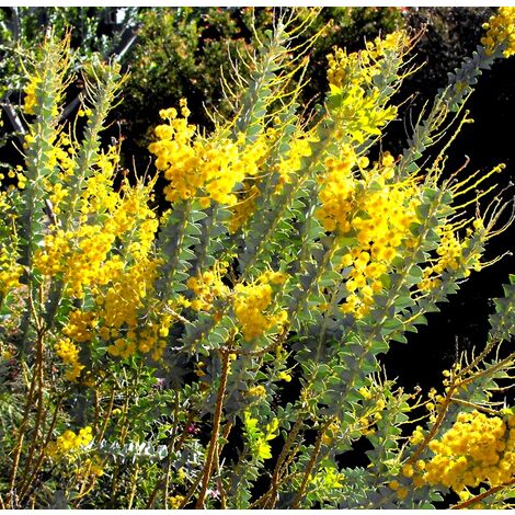 Semillas de Acacia de Cuchillos. Acacia Cultriformis. 5 Gramos