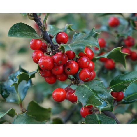 Semillas de Acebo. Ilex Aquifolium. 50 Gramos