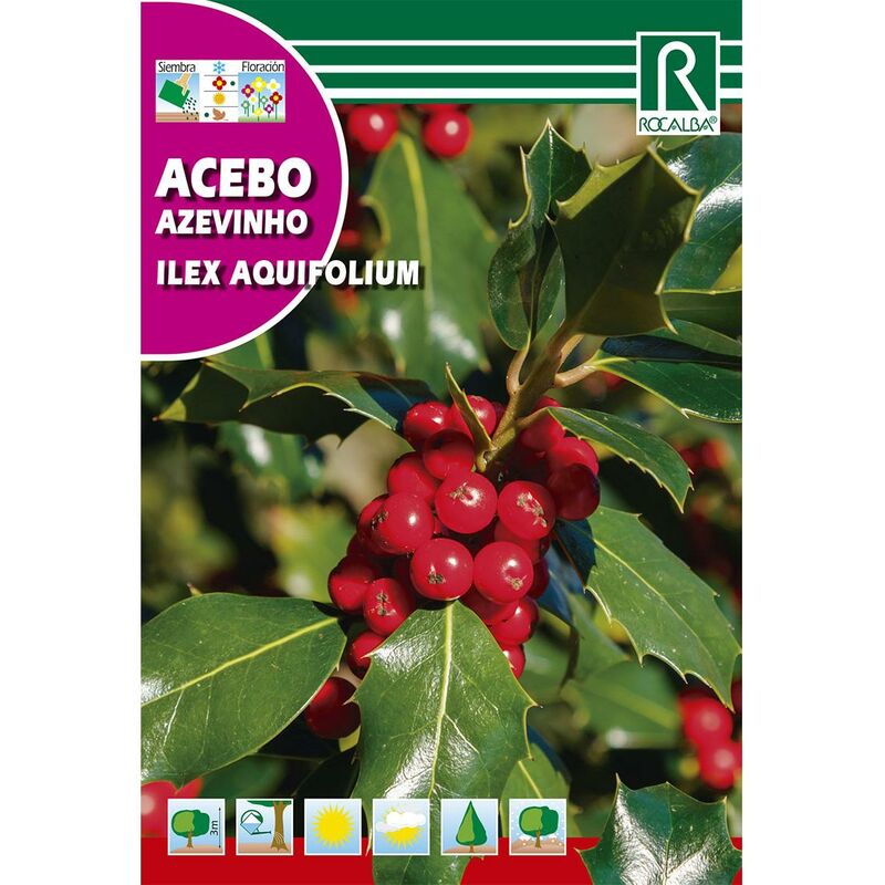 

Semillas de Acebo Ilex aquifolium