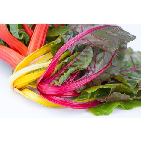 Semillas de Acelga Mezcla de Colores. 50 Gramos