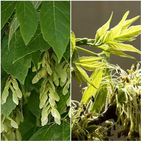 Semillas de Acer Negundo. Arce. 50 Gramos