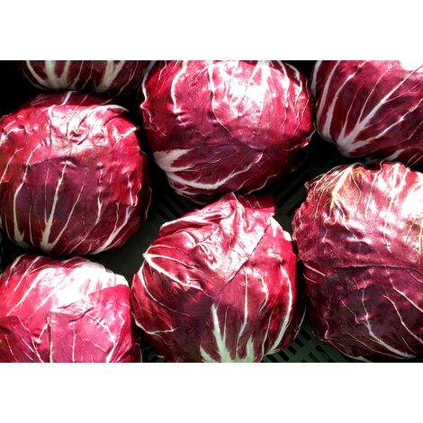 Semillas de Achicoria Palla Rossa. 50 Gramos