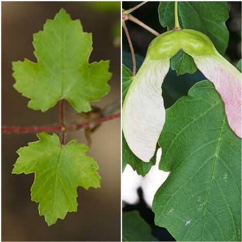 Semillas de Acir�n. Acer Opalus. Arce. 50 Gramos