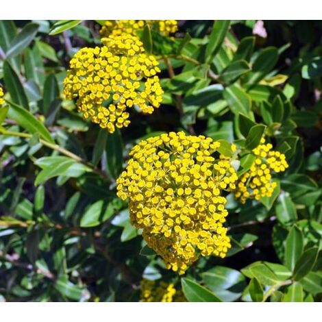 Semillas de Adelfilla. Bupleurum Fruticosum. 50 Gramos