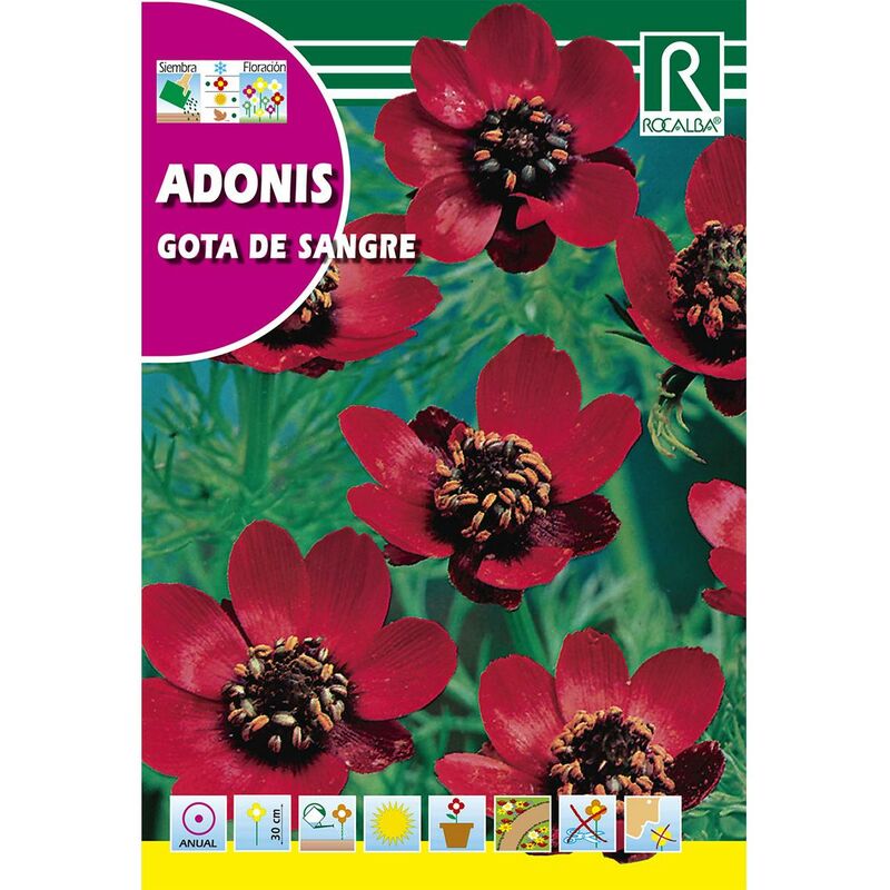 

Semillas de Adonis aestivalis, gota de sangre, rojo