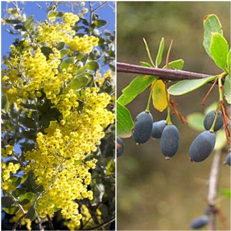 Semillas de Agracejo Andaluz. Berberis Bulgaris. 50 Gramos