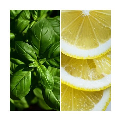 Semillas de Albahaca Aroma Lim�n. 10 Gramos